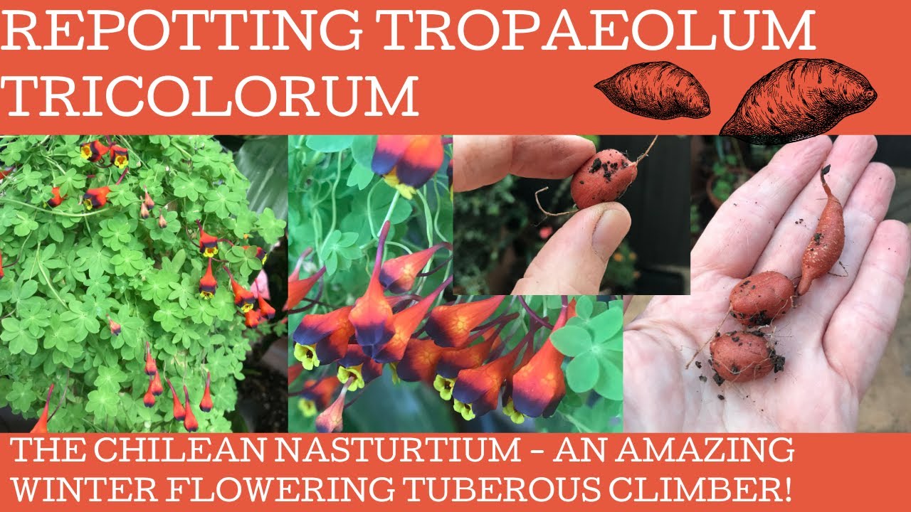Repotting Tropaeolum tricolorum or the Chilean nasturtium - a fabulous winter flowering climber.