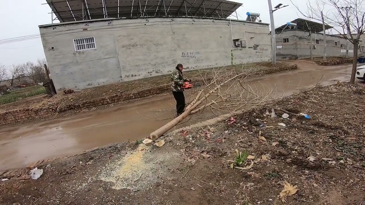 门口好几年的桑椹树，锯了烧柴火，没想到一锯流出“奶水”来了！#锯树 #伐树 #桑椹树 #记录日常 #整理街道从