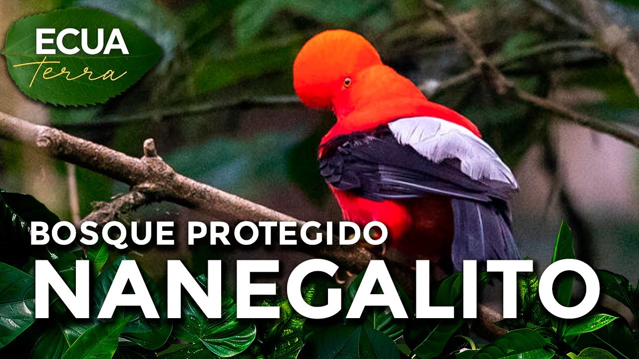 Ecuaterra🌱Nanegalito destaca como un refugio natural en la montañas en Pichincha | Ecuavisa