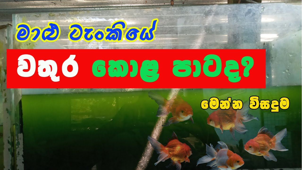 How to Fix Green Water in an Aquarium | Green water in fish tank Sinhala | How to Stop Algae