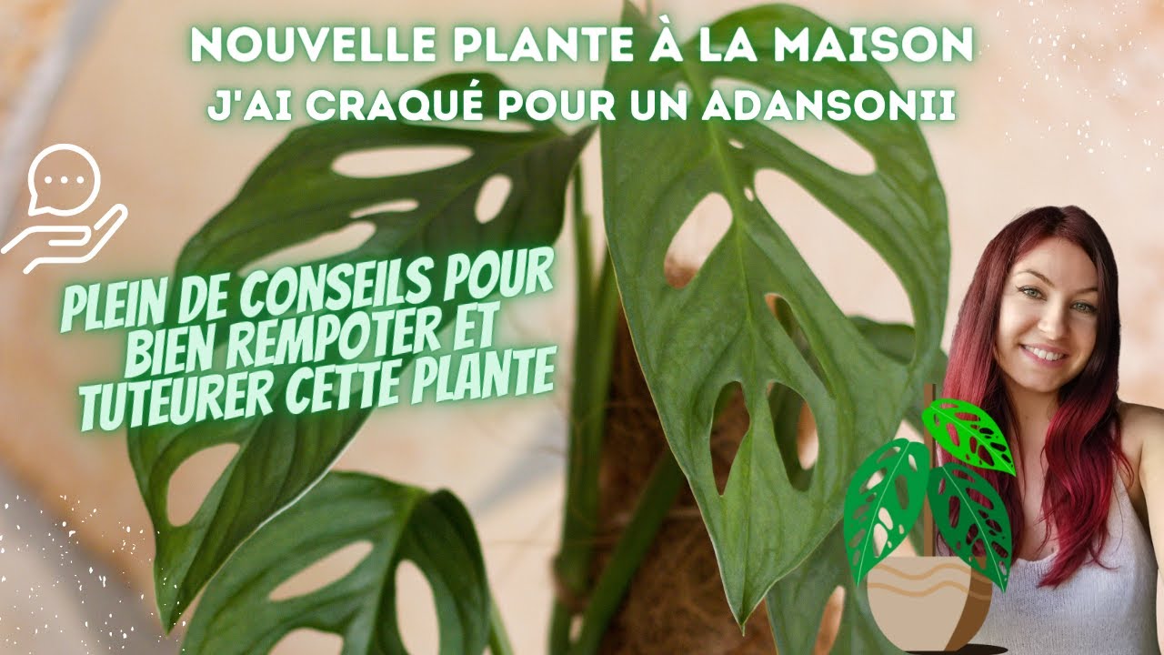 #Monstera Adansonii : bien la rempoter & la tuteurer