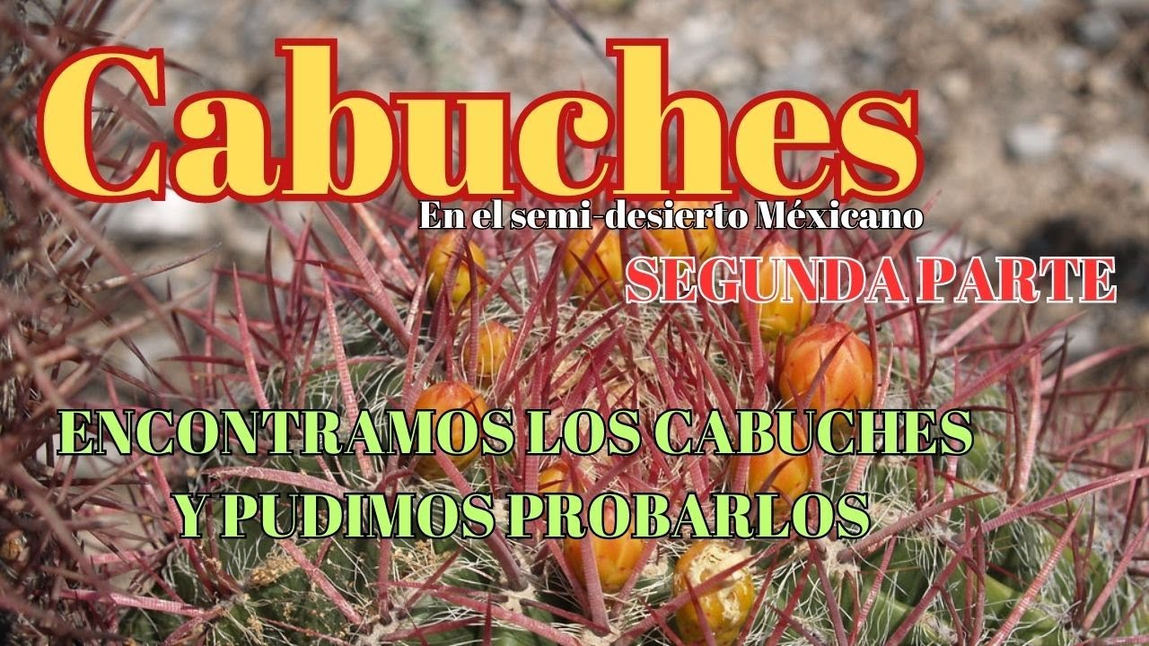 CABUCHES, BORRACHITAS, UN MANJAR DE LA BIZNAGA