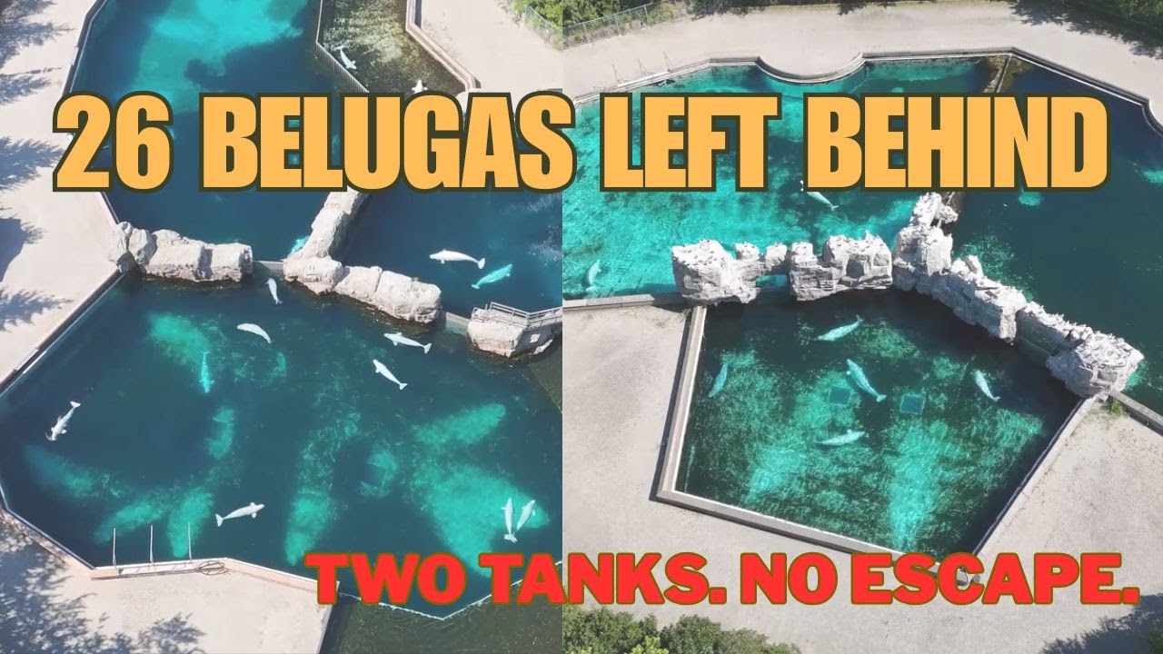 Marineland is Gone… But the Belugas Are Still There 🐋💔 | Haunting Drone Footage