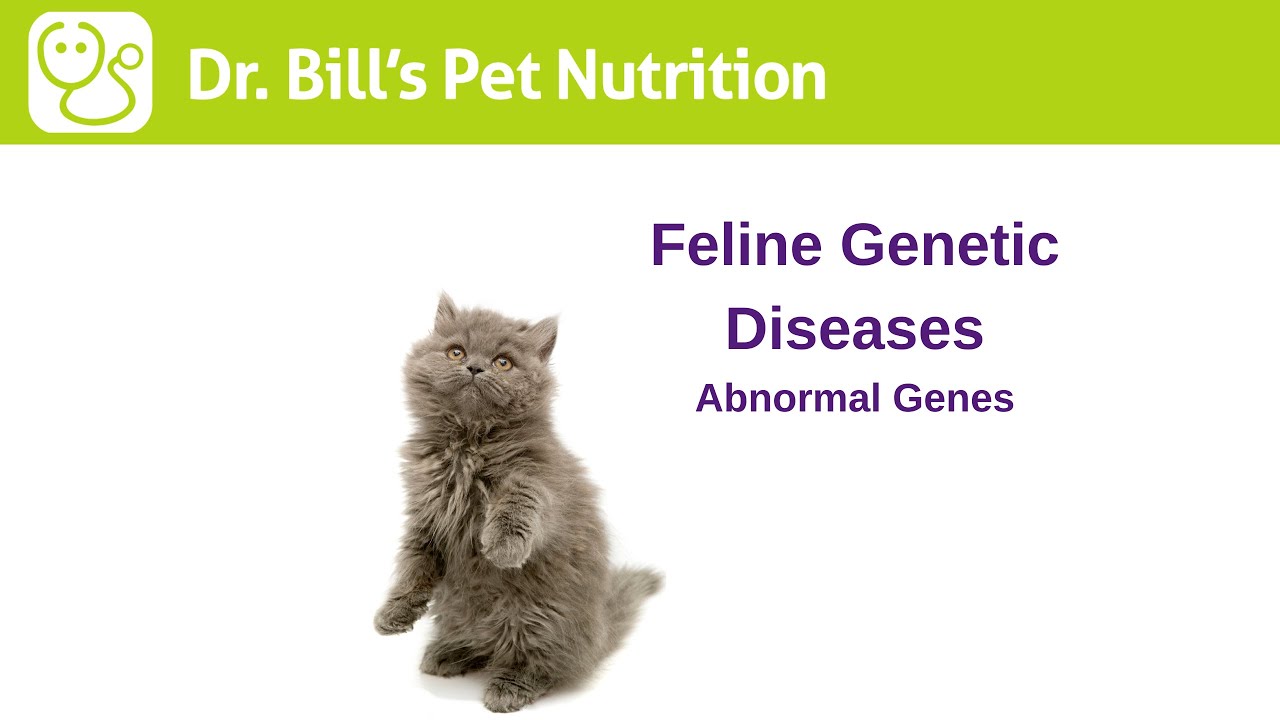Feline Genetic Diseases | Abnormal Genes | Dr. Bill's Pet Nutrition | The Vet Is In