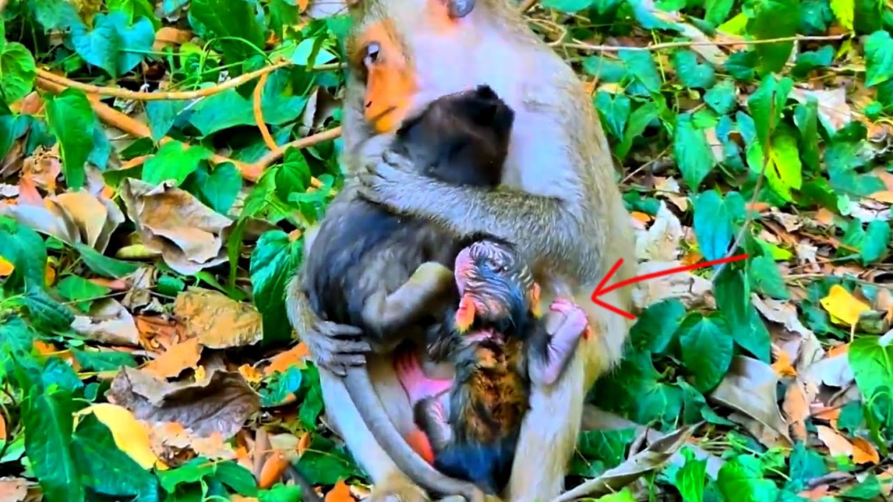 Really sweet, Mother monkey love baby monkey