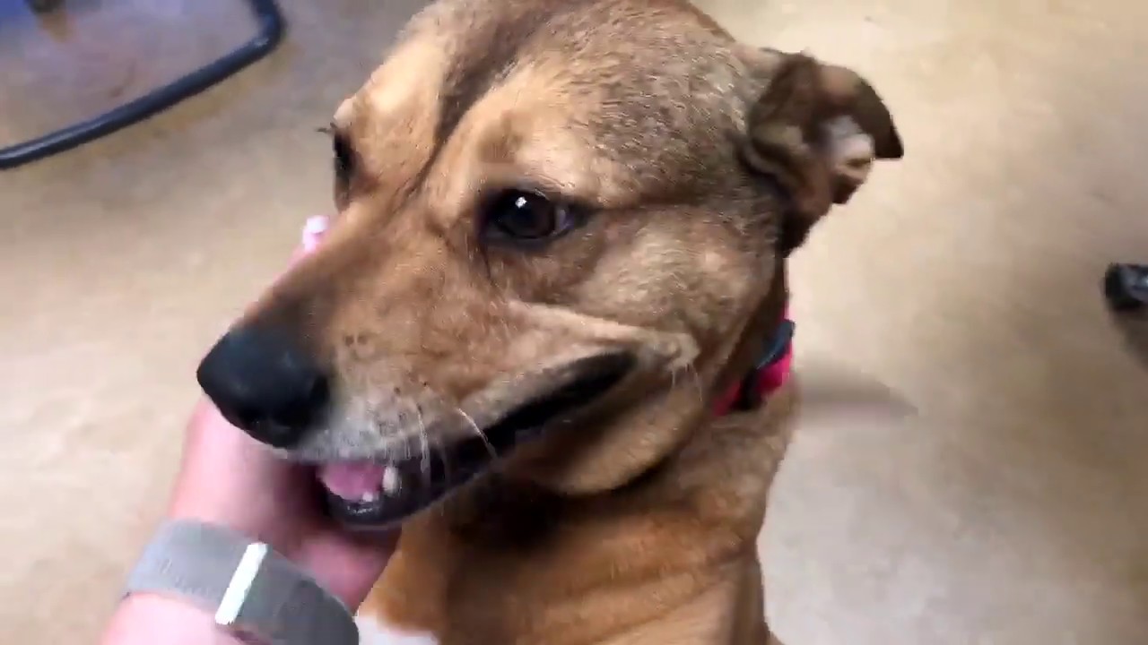 Meet Our Pet Of the Week Pixi