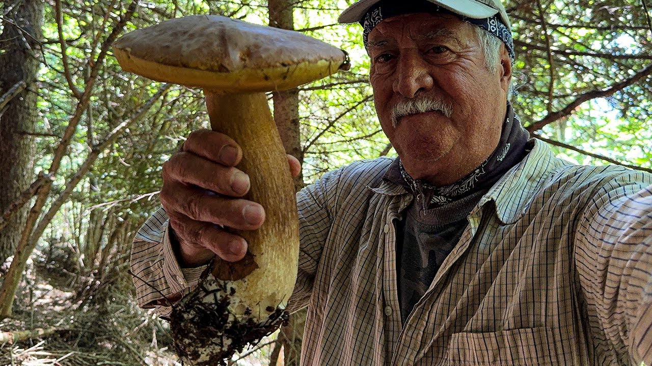 Funghi Porcini luglio 2024, Un mostro di Porcino  Video 4 K