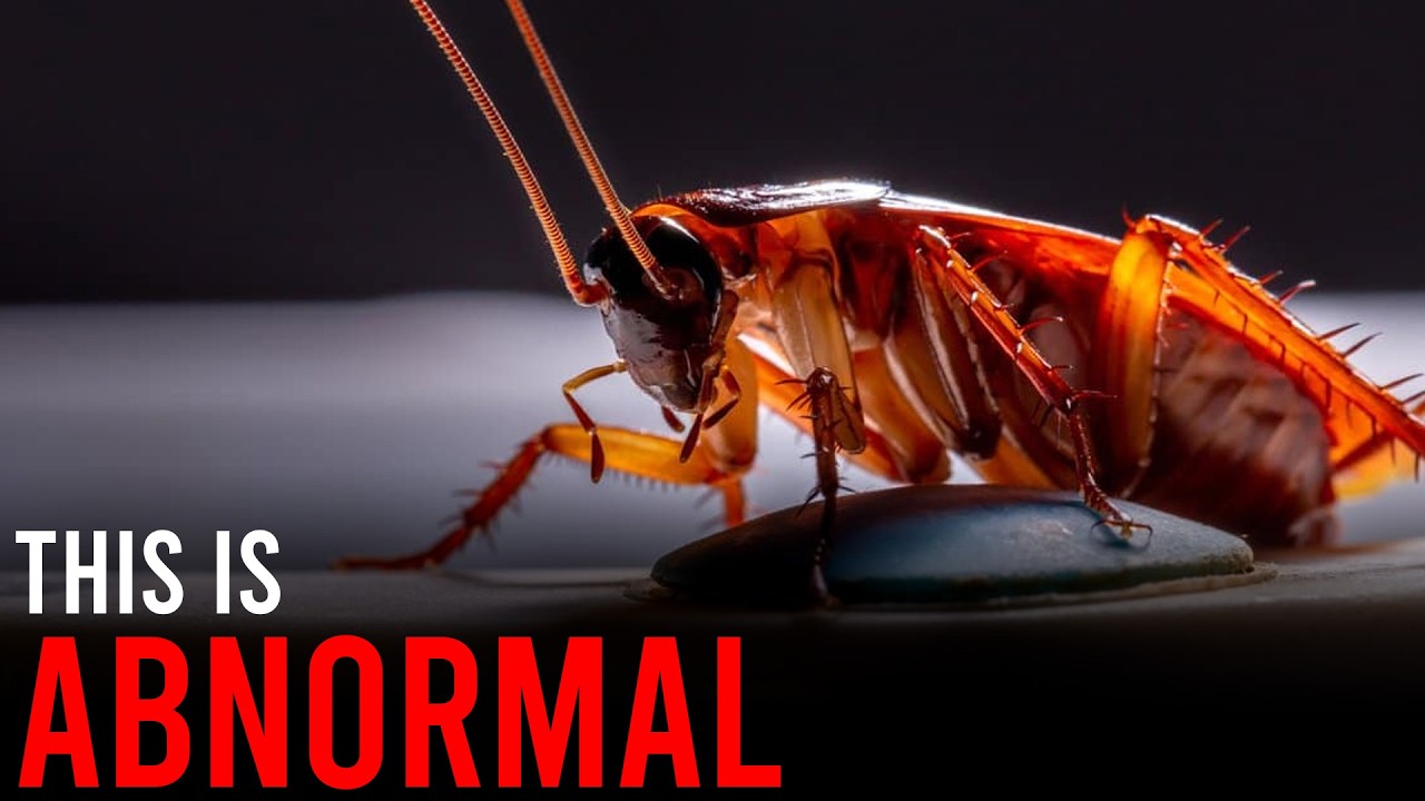 Nothing About Cockroaches Is Normal Heres Why