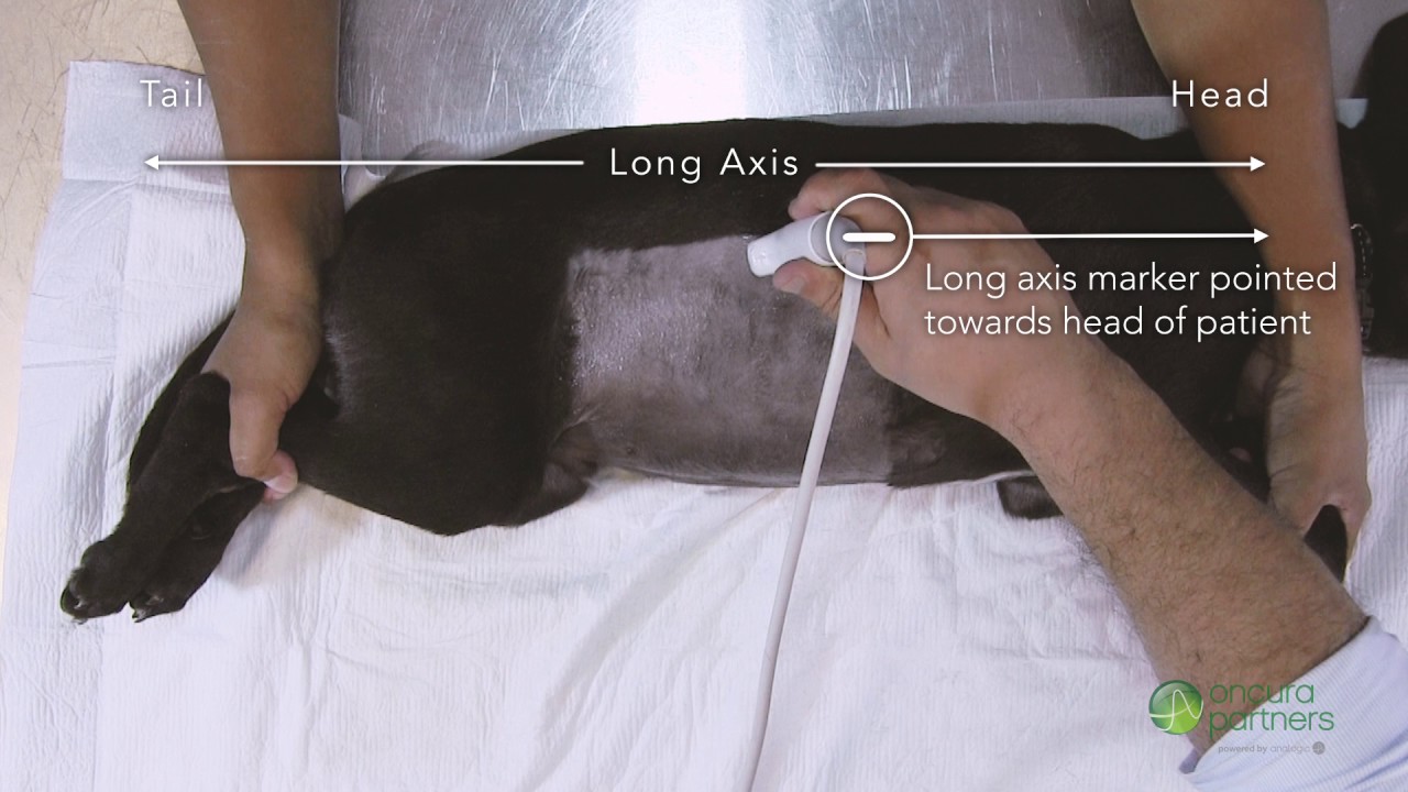 How To Perform an Ultrasound for the Canine Right Adrenal Gland
