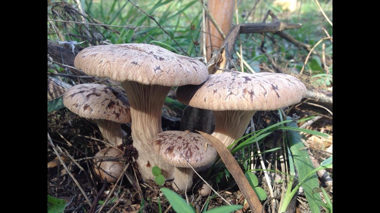 I Funghi di Ferla a metà Ottobre 2017
