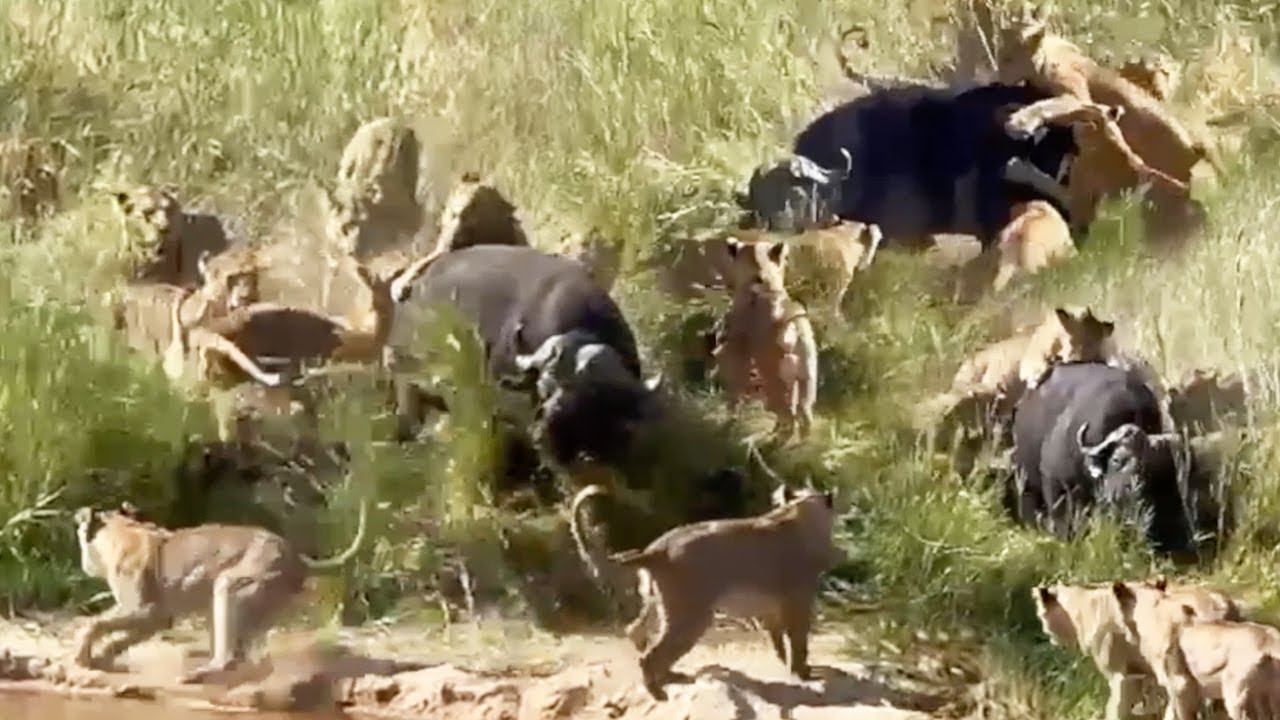 BUFFALO BULL vs KAMBULA PRIDE