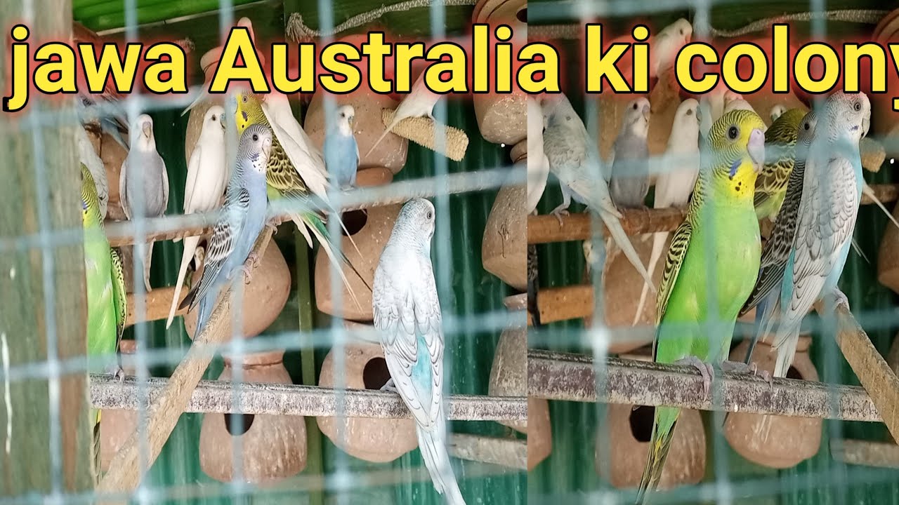 jawa Australia ki colony