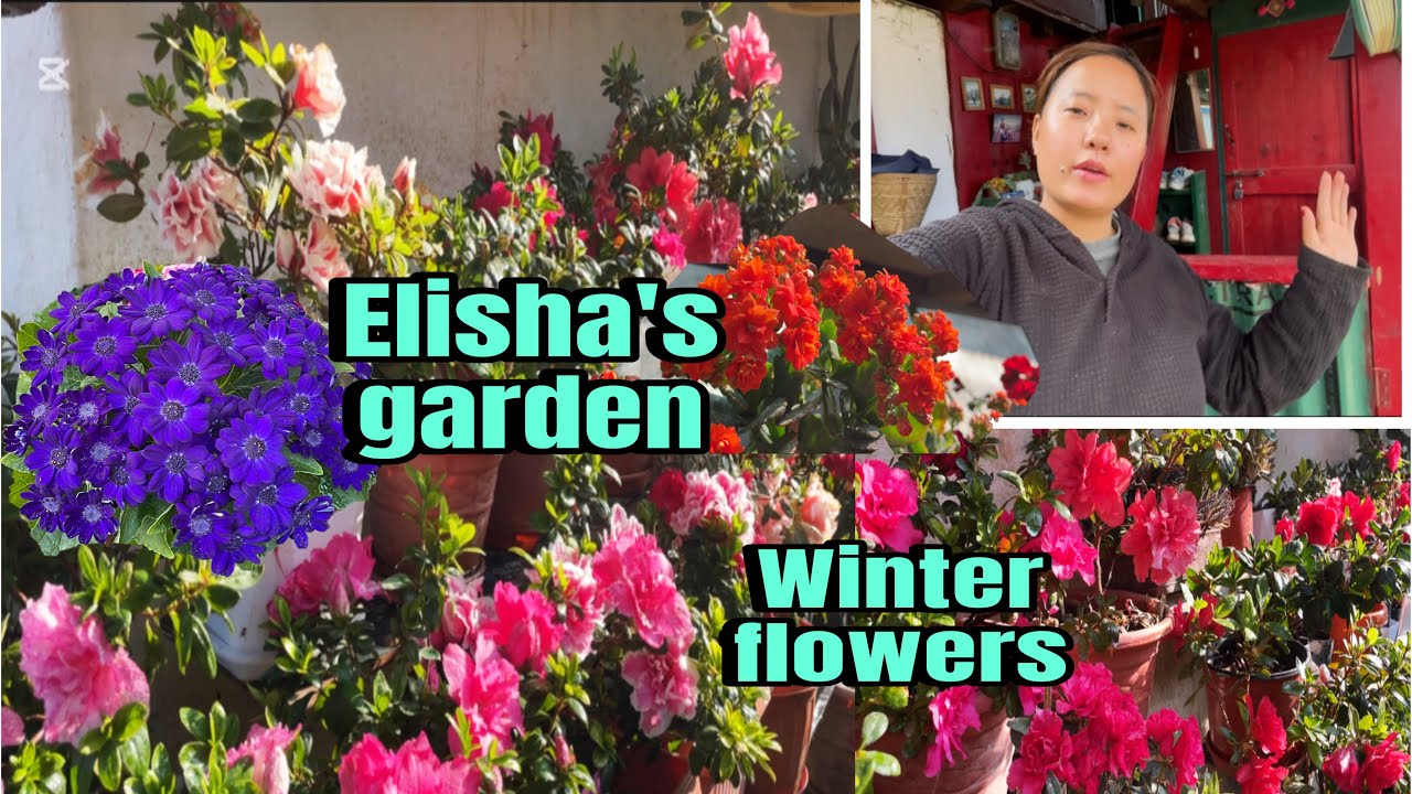 Top flowers in hills that bloom in winter season !! Garden visit !!