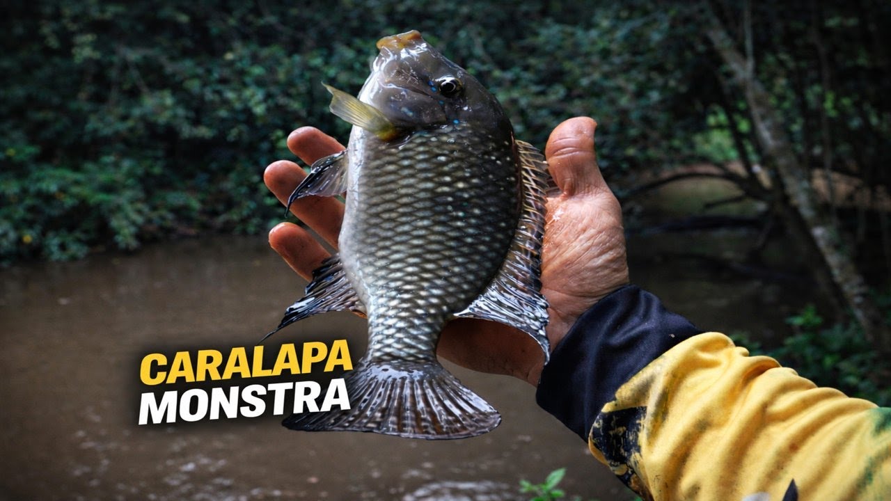 🔥 PANCADA SECA! CARALAPA MONSTRA NA PESCA RAIZ 🔥