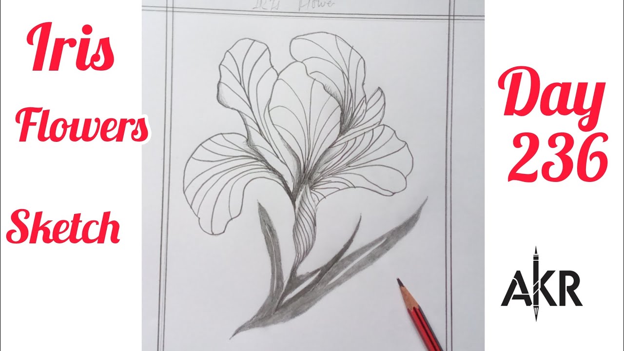 flower sketch ll Iris ll day 236/365  #sketch #flower #shorts