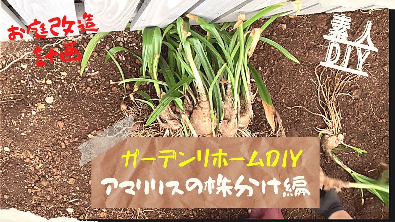 【お庭DIY】♯23 アマリリス株分け編