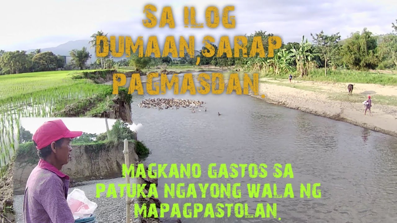 Magkano gastus patuka ng 500 heads na itik araw-araw kung wala pang anihan?
