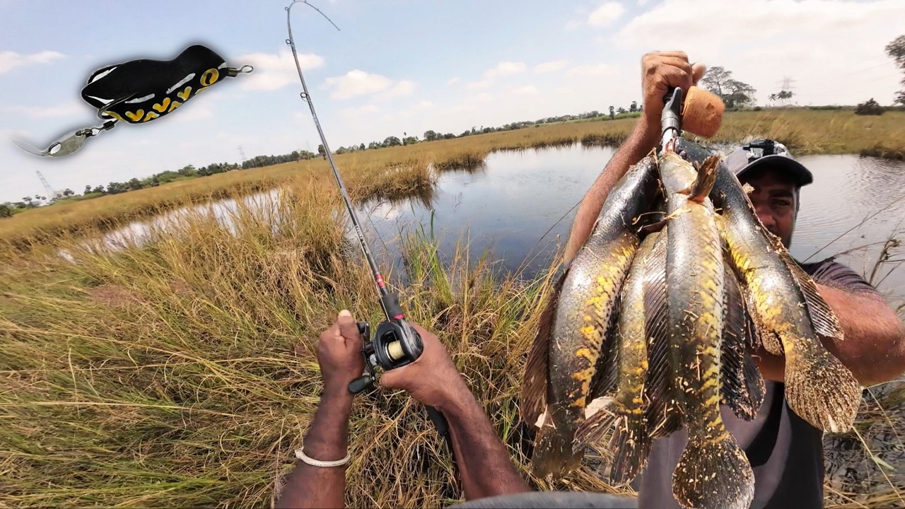 New Snakehead fishing place - Today I’m going new Snakehead fishing Lake Amazing place #ANTONYinfo