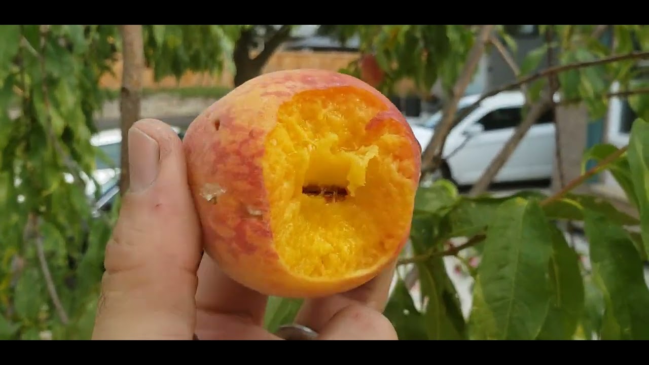Peaches! (Tree trunk terrace update)