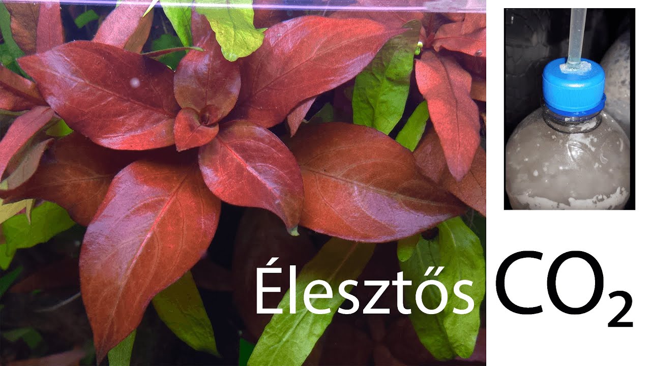 Kétpalackos élesztős szén-dioxid rendszer (Haladóknak)