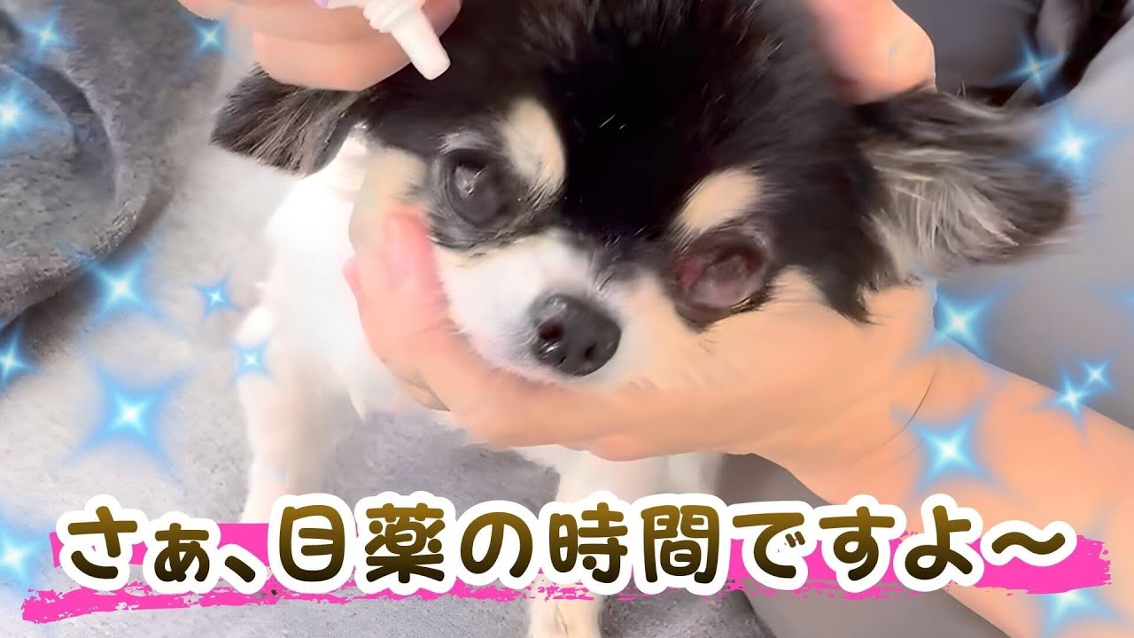 【チワワ】クリクリおめめのたまこ姉さん👀今日も目薬頑張りました#チワワ#わんこの癒し動画#目薬