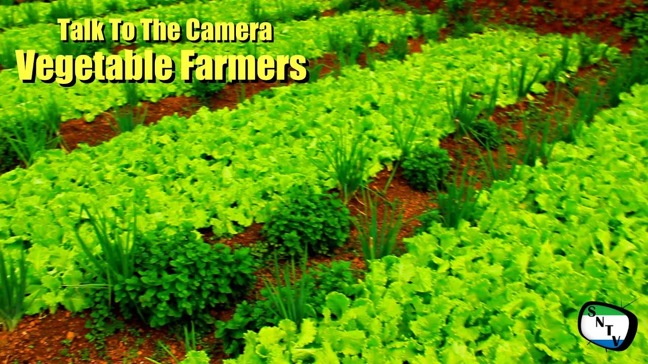 Talk To The Camera - Vegetable Farmers - Sierra Leone