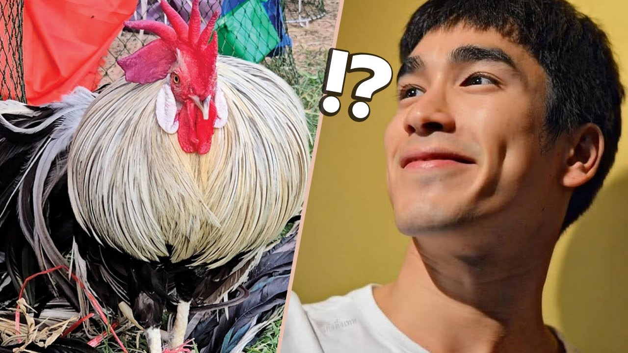 ไก่ที่มีความเชื่อมโยงกับ ณเดชน์?  ต้องลองมาดูถึงจะรู้