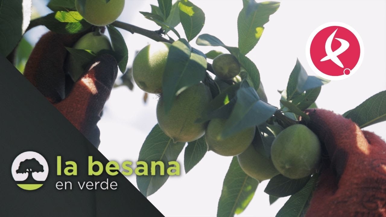 Los secretos del entresaque | La besana en verde
