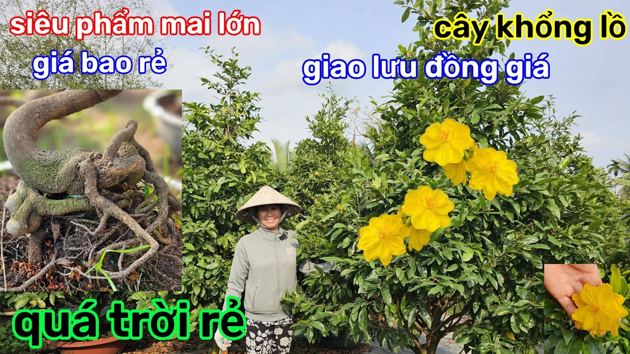 🌲19/1☎️vườn mai ÚT Phương☎️mai giảo thủ đức rin🌲lô này siêu đế🌲chủ vườn cầu cứu🌲giao lưu gấp 