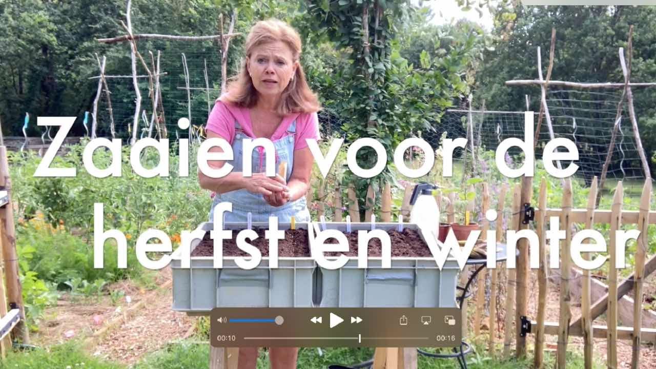 Ini's Moestuin #64  Volop oogsten & zaaien voor de herfst en winter, o.a.venkel paksoi andijvie kool