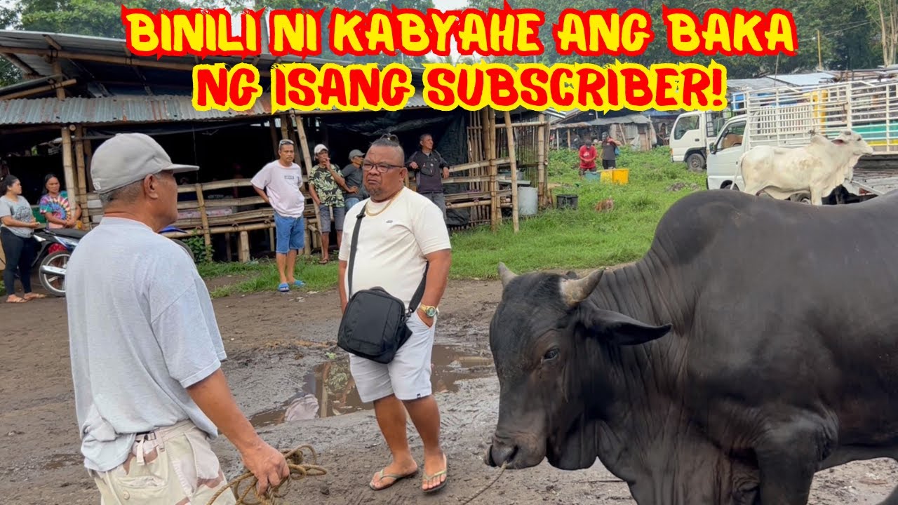 BINILI NI KABYAHE ANG BAKA NG ISANG SUBSCRIBER! | BACONG STOCKYARD | SOLLE'S GANDANG BUHAY