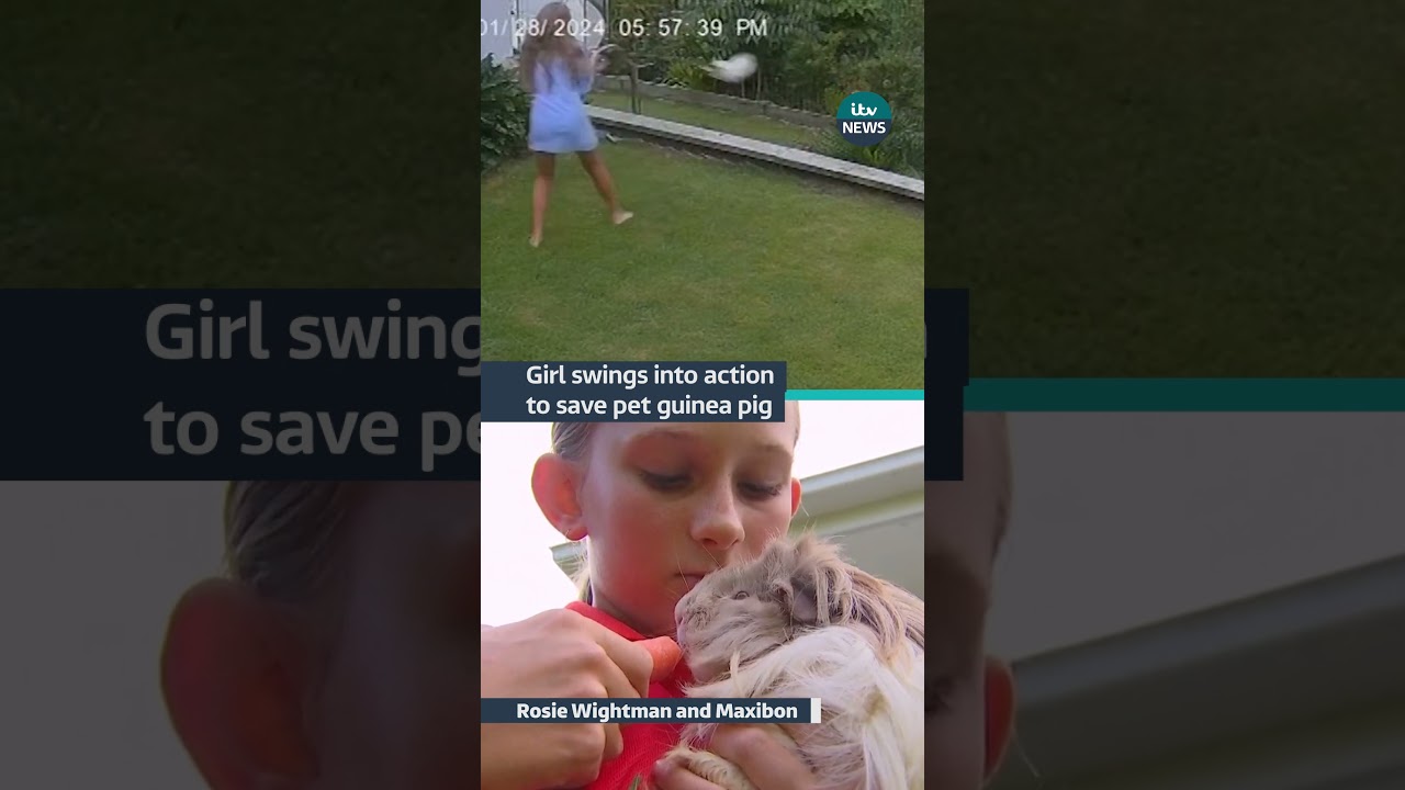 A 12-year-old girl from #australia saved her #guineapig from a #snake #itvnews