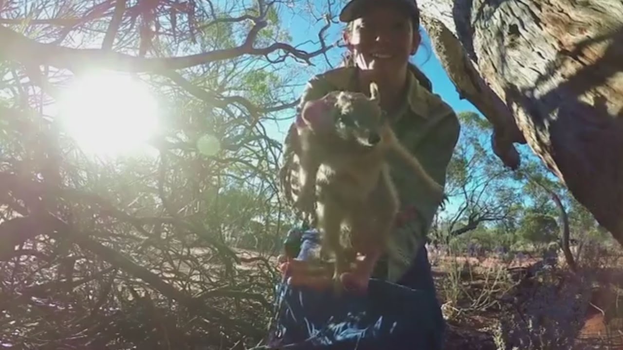 ABC News Online (8.12.16) Numbats released into Mt Gibson Wildlife Sanctuary