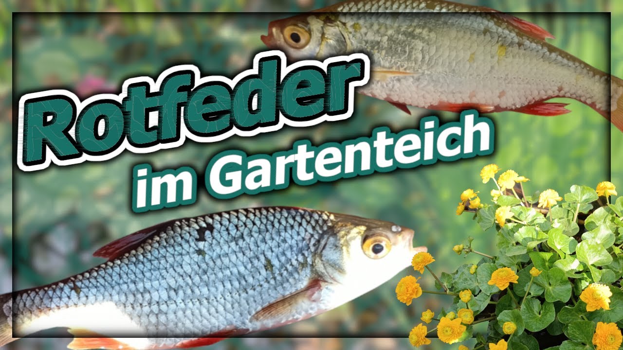 Die Rotfeder - Haltung im Gartenteich?