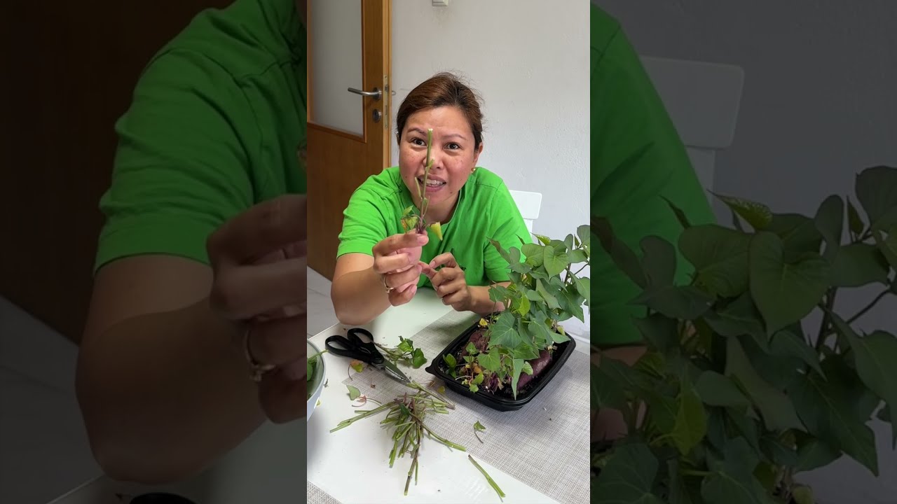 Kuhanje mojih sadnica batata | Cooking my sweet potato seedlings