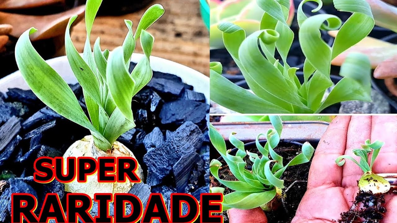 COMO FAZER MUDAS FÁCIL  DE SUCULENTAS ALBUCA CONCORDIANA