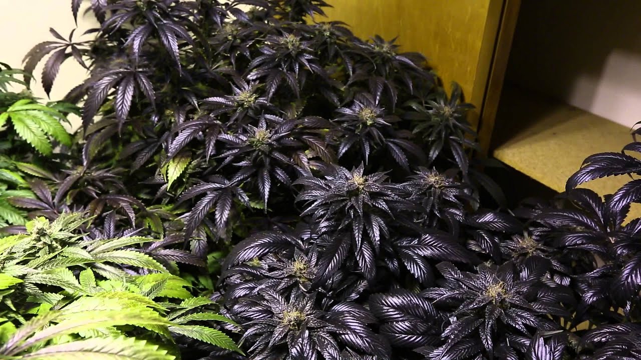 16,000 Watt Multi Strain Garden Day 56