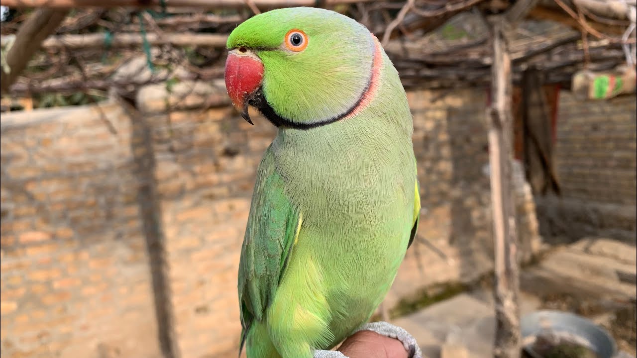 Talking parrot 