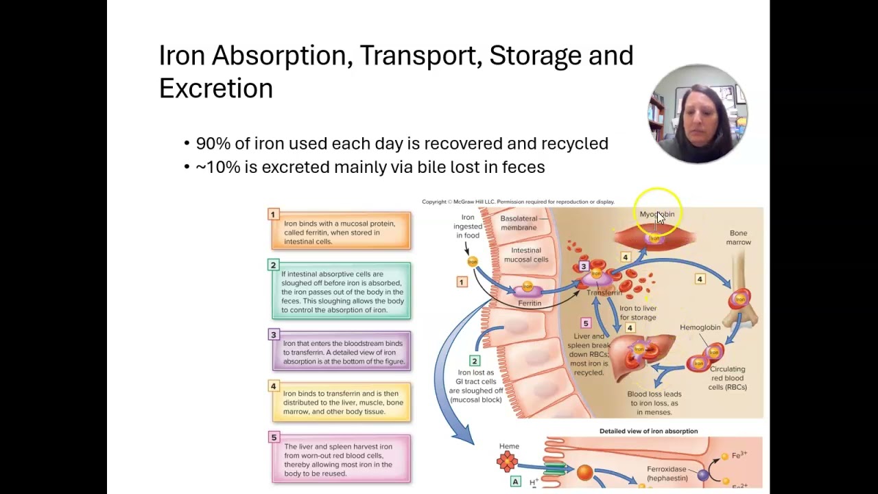 Nutrition Chapter 15 Part 1
