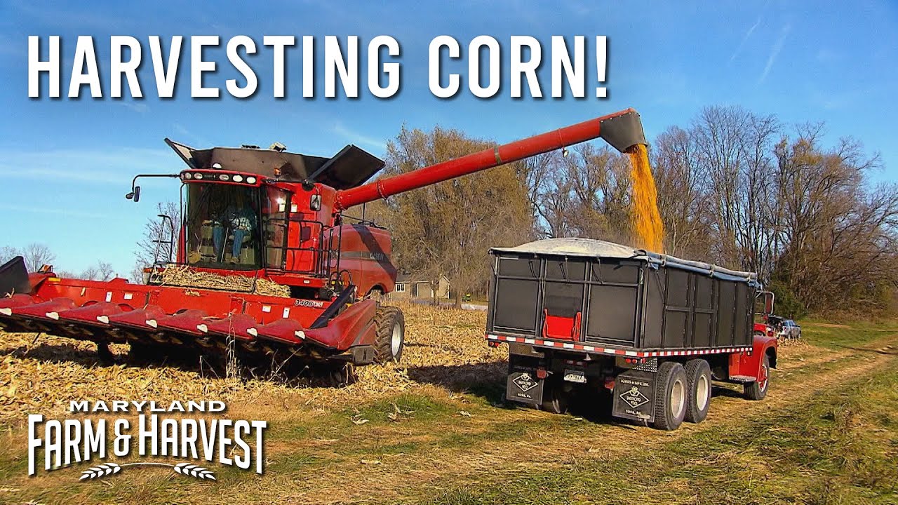 Harvesting Corn in Maryland  |  MD F&H