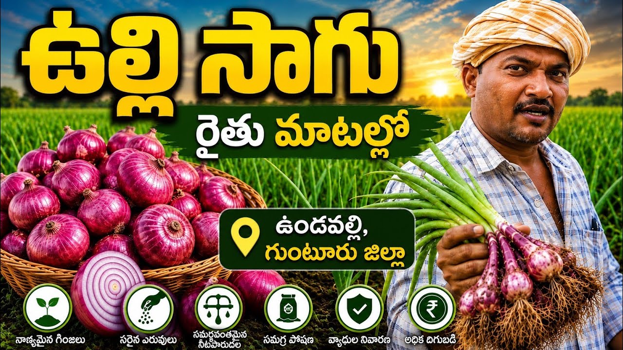 Onion cultivation |ulli saagu |onion farmers |ఉల్లి సాగు  |  at undavalli Guntur