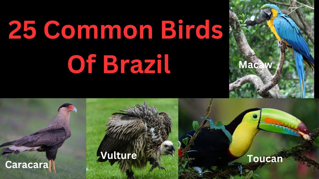 25 Common Birds Of Brazil
