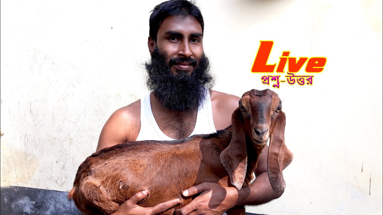 ছাগল পালনের অজানা সত্য যা কেউ আপনাকে বলে না?