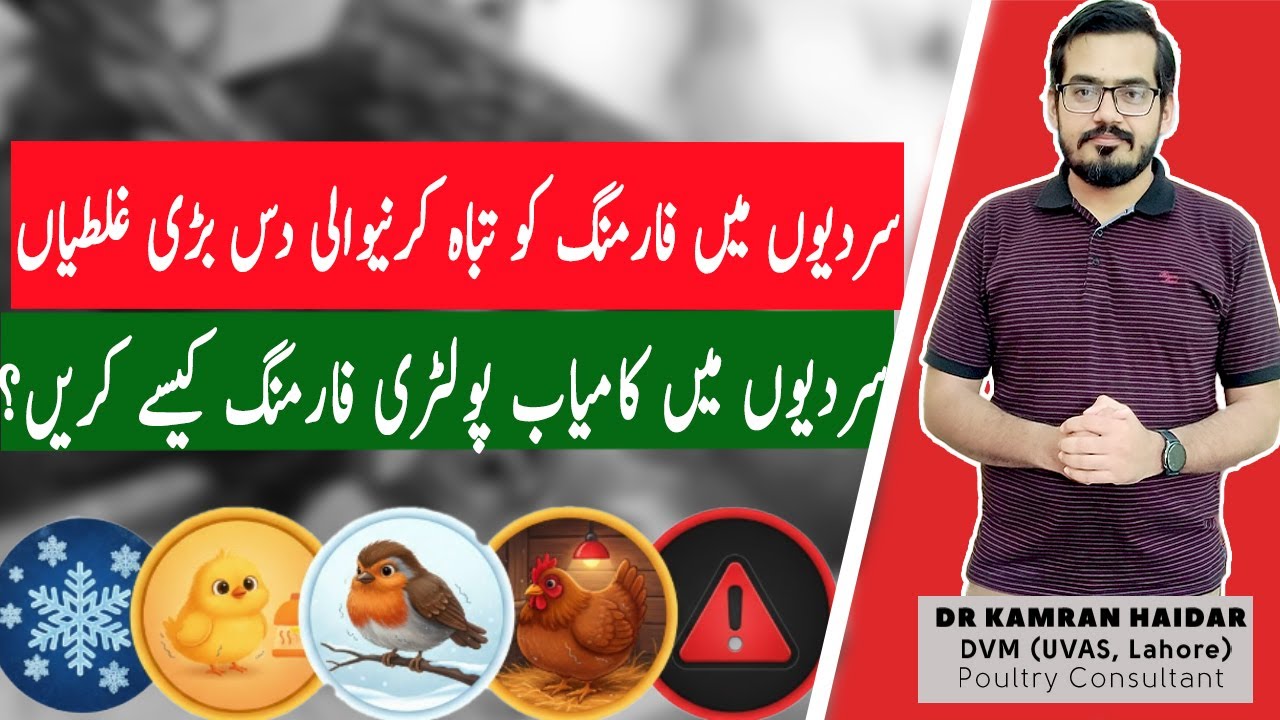 Winter Poultry Management: 10 Common Mistakes You Should Avoid in Poultry Farming | Quick Solutions