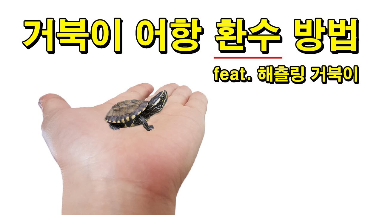 [#거북이씨​] 거북이 어항 환수 방법   feat.해츨링 거북이