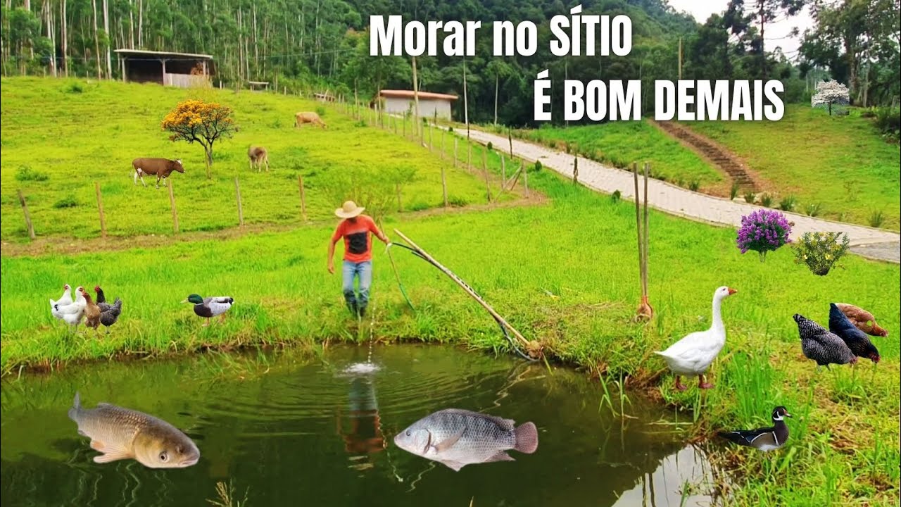 MORAR NO SÍTIO É BOM DEMAIS