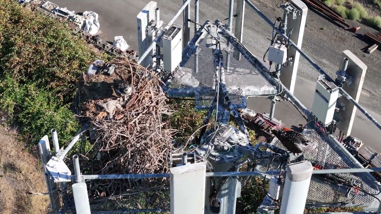 Osprea Nest, Bingen, Wa