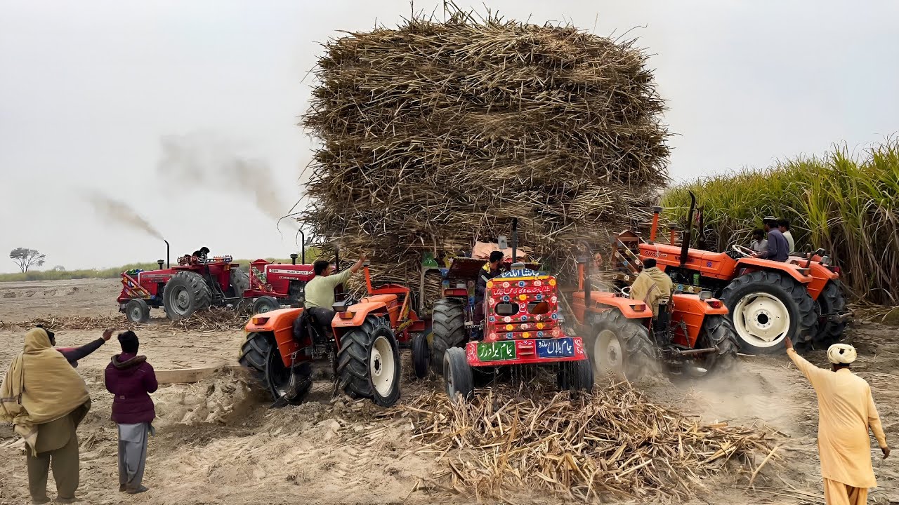 Fiat 480 and Alghazi 65hp tractor amazing power | mf 385 tractor pulling sugarcane trolley 
