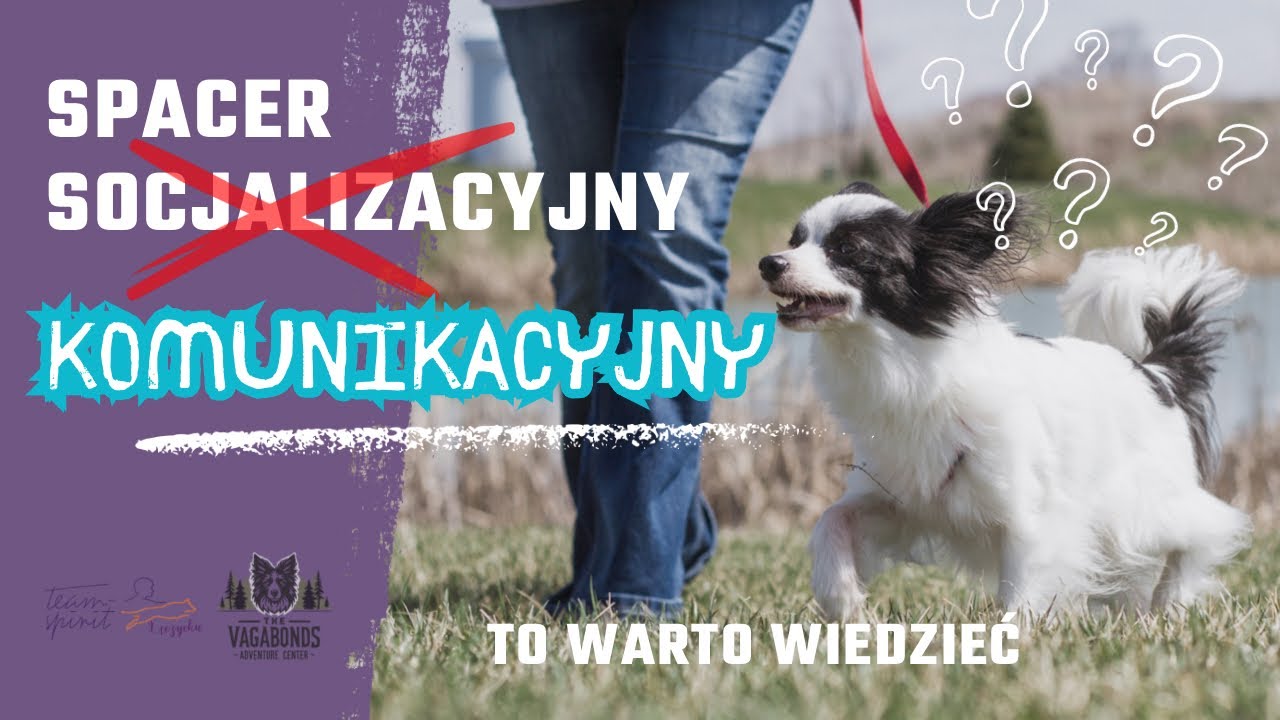 Spacer socjalizacyjny czy komunikacyjny z psem? Co lepsze? Trener opowiada #53