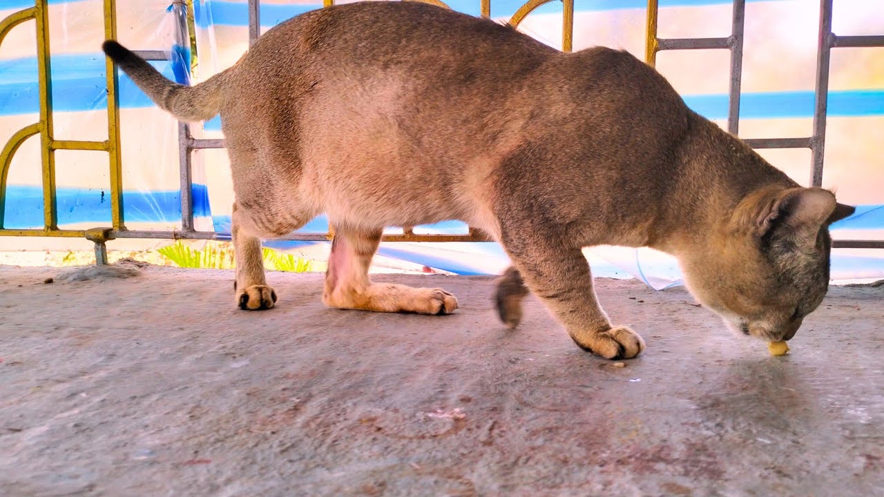  এইরকম বিড়াল তোমরা এর আগে কখনো দেখনি 🐈😂| Vlogs Video